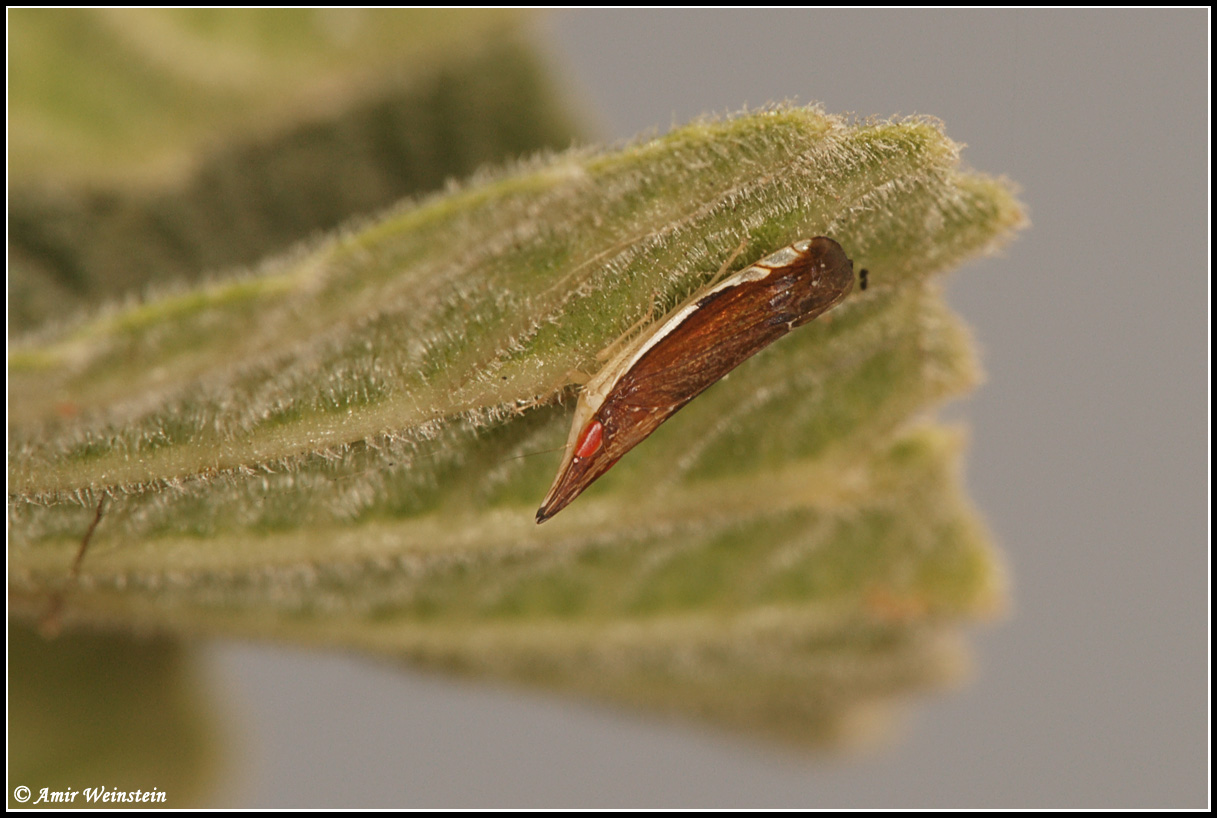 Homoptera  d''Israele:  Cicadellidae, cfr  Deltocephalinae